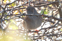 Dunnock (Prunella modularis)