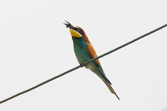 European Bee-eater (Merops apiaster)