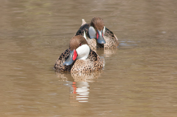 White-cheeked Pintail (Anas bahamensis)