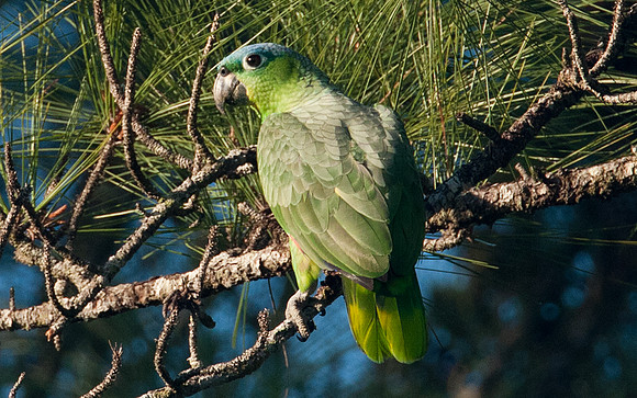 Mealy Amazon (Amazona farinosa) also known as Mealy Parrot