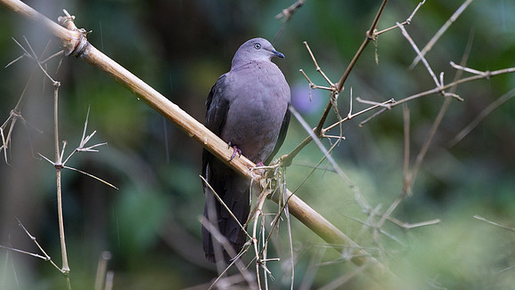 Plumbeous Pigeon (Patagioenas plumbea)
