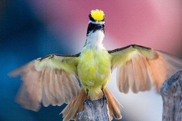 Great Kiskadee (Pitangus sulphuratus)