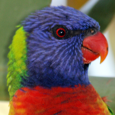 Rainbow Lorikeet (Trichoglossus haematodus)