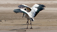 Wood Stork (Mycteria americana)