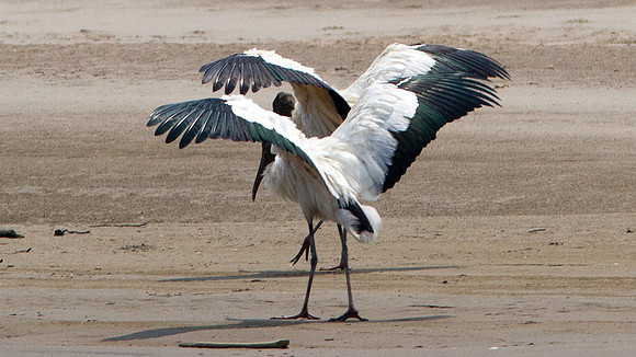 Wood Stork (Mycteria americana)