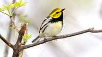Black-throated Green Warbler (Dendroica virens)