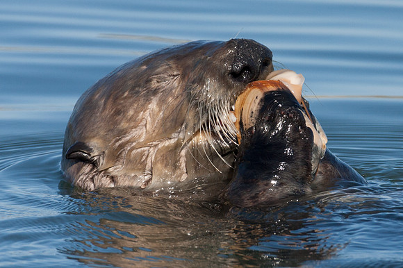 Sea Otter (Enhydra lutris)