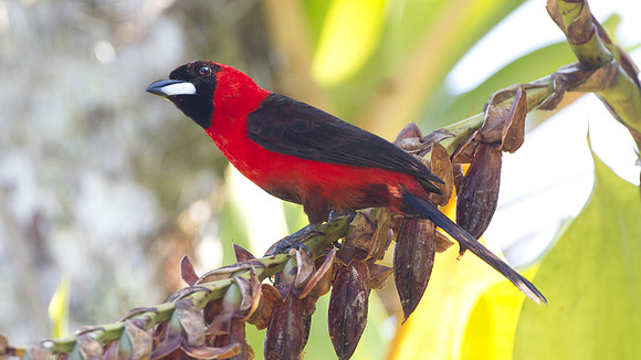Masked Crimson Tanager (Ramphocelus nigrogularis)