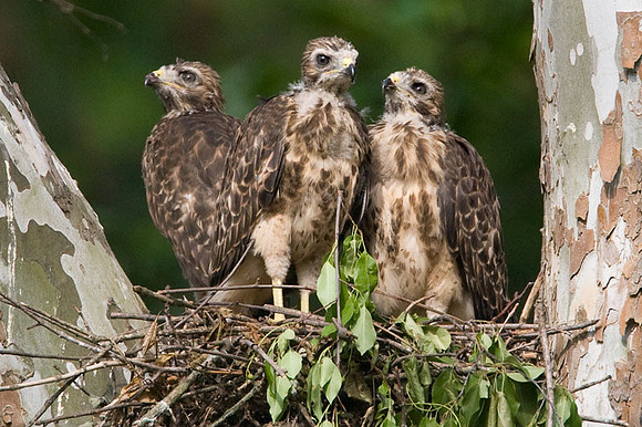Red-shouldered Hawk (Buteo lineatus) juvenile