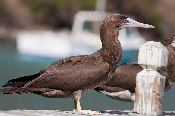 Brown Booby (Sula leucogaster)