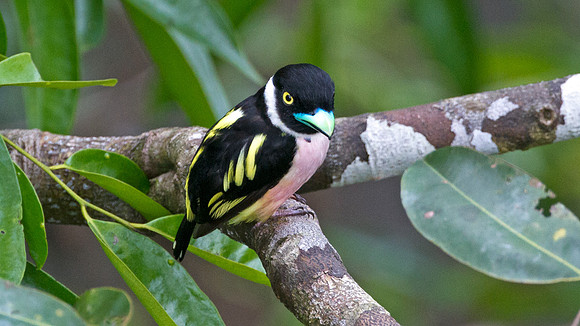 Black-and-yellow Broadbill (Eurylaimus ochromalus)