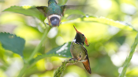 Rufous-Crested Coquette (Lophornis delattrei)