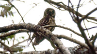 Galapagos Short-eared Owl (Asio flammeus galapagoensis)