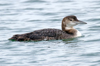 Great Northern Loon (Gavia immer) also known as Common Loon or Great Northern Diver