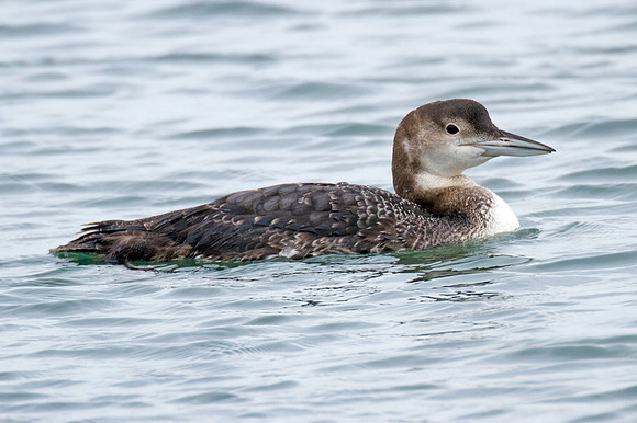 Great Northern Loon (Gavia immer) also known as Common Loon or Great Northern Diver