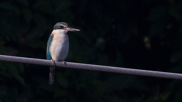 Sacred kingfisher (Todiramphus sanctus)