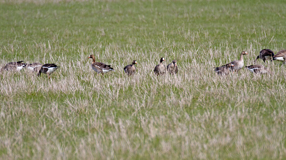 Greater White-fronted Goose (Anser albifrons)