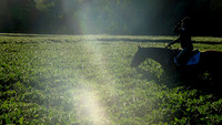 IMG_7597a