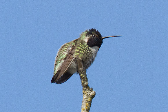 Costa's Hummingbird (Calypte costae)
