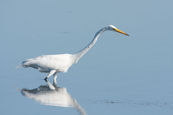 Great Egret (Ardea alba) also known as Great White Egret or Common Egret