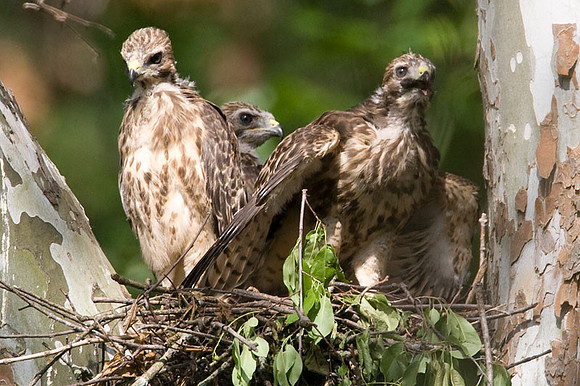 Red-shouldered Hawk (Buteo lineatus) juvenile