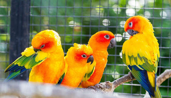 Sun parakeet (Aratinga solstitialis)