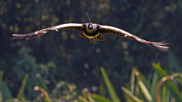 Horned Screamer (Anhima cornuta)