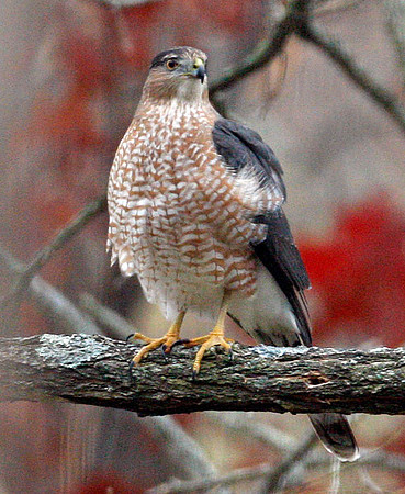 Cooper's Hawk (Accipiter cooperii)