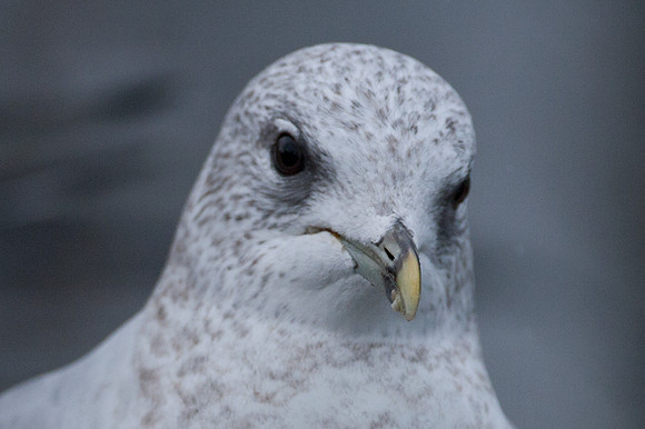 Common Gull (Larus canus canus Linnaeus) also known as Mew Gull