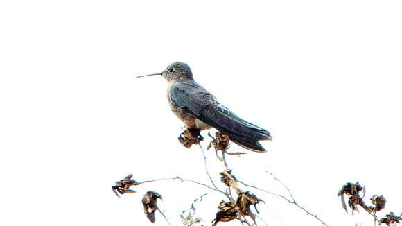 Giant Hummingbird (Patagona gigas)