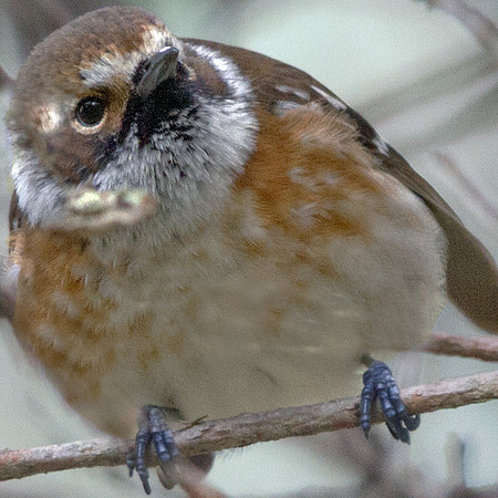 Hawaiʻi ‘Elepaio (Chasiempis sandwichensis)