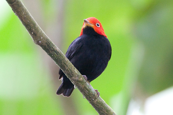 Red-capped Manakin (Pipra mentalis) male