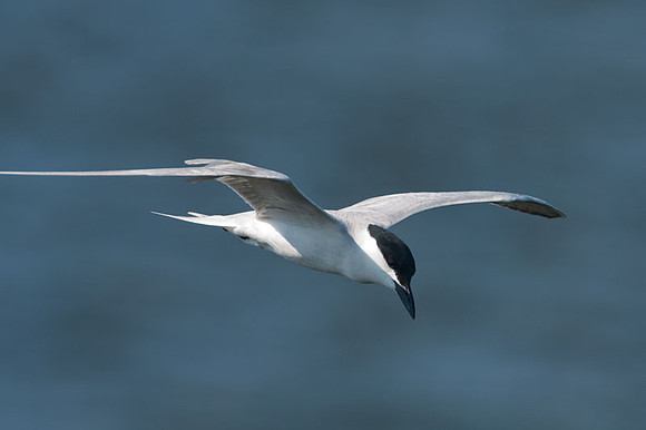 Gull-billed Tern (Gelochelidon nilotica)