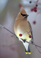 Cedar Waxwing (Bombycilla cedrorum)