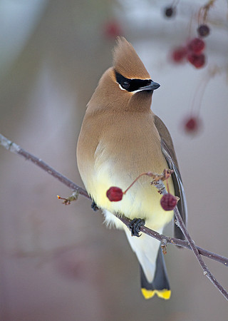 Cedar Waxwing (Bombycilla cedrorum)