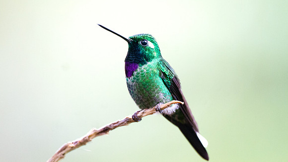 Purple-bibbed Whitetip (Urosticte benjamini)