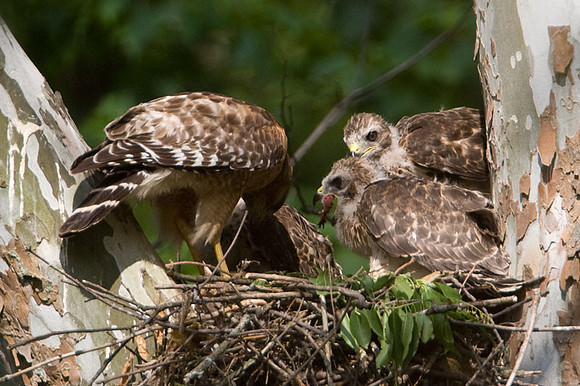 Red-shouldered Hawk (Buteo lineatus) adult and juvenile