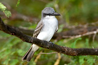 Gray Kingbird (Tyrannus dominicensis)
