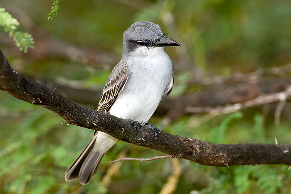 Gray Kingbird (Tyrannus dominicensis)