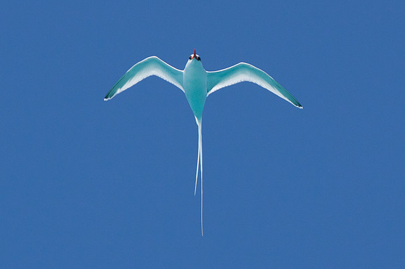 Red-billed Tropicbird (Phaethon aethereus)