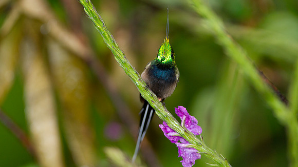 Wire-crested Thorntail (Discosura popelairii)