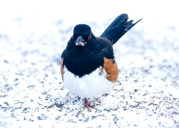 Eastern Towhee (Pipilo erythrophthalmus) male
