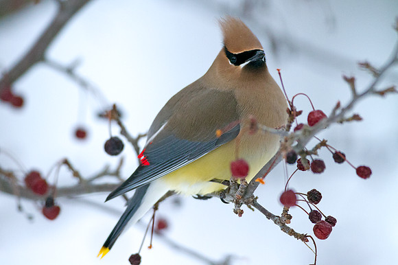 Cedar Waxwing (Bombycilla cedrorum)
