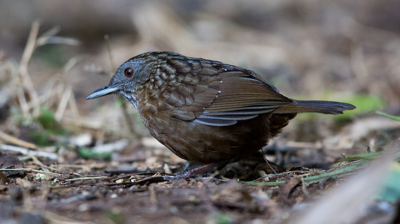 Streaked wren-babbler (Napothera brevicaudata)