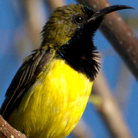 Olive-backed sunbird (Cinnyris jugularis)