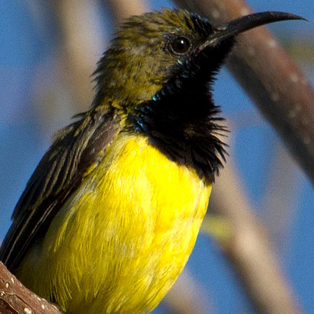 Olive-backed sunbird (Cinnyris jugularis)