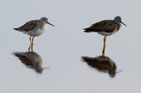 Greater Yellowlegs (Tringa melanoleuca)