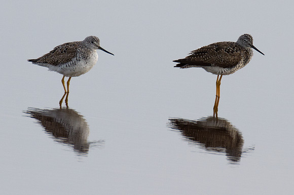 Greater Yellowlegs (Tringa melanoleuca)