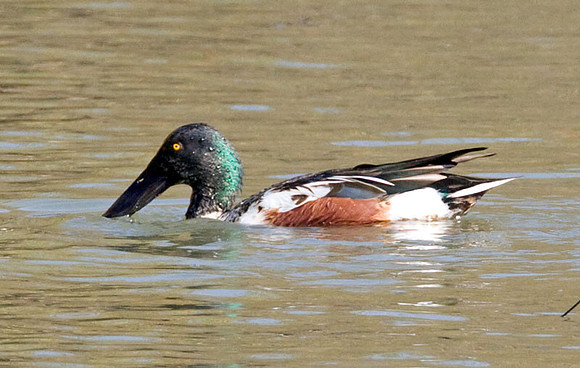 Northern Shoveler (Anas clypeata) male