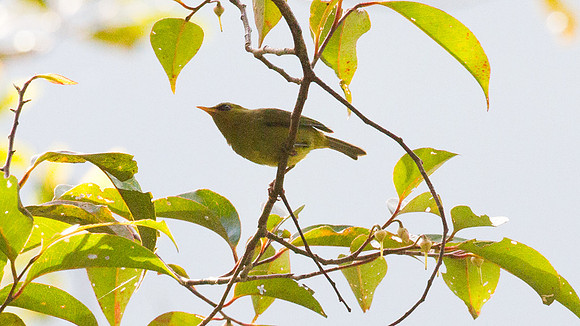 Mountain Blackeye (Chlorocharis emiliae)